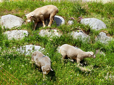 斜面を器用に歩く羊たち