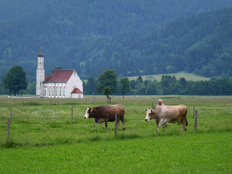 緑の牧場で牛を追う農夫