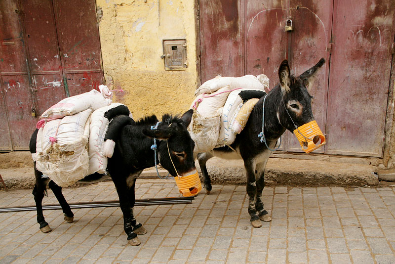 荷物を運ぶ驢馬