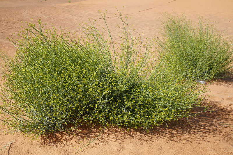 砂漠に生きる植物