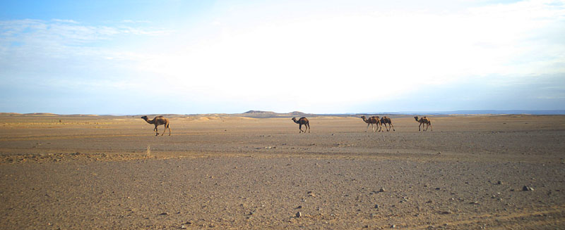 サハラ砂漠の一瘤駱駝
