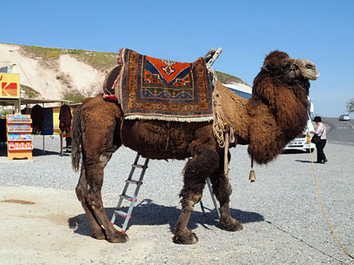 トルコ絨毯に坐る観光駱駝