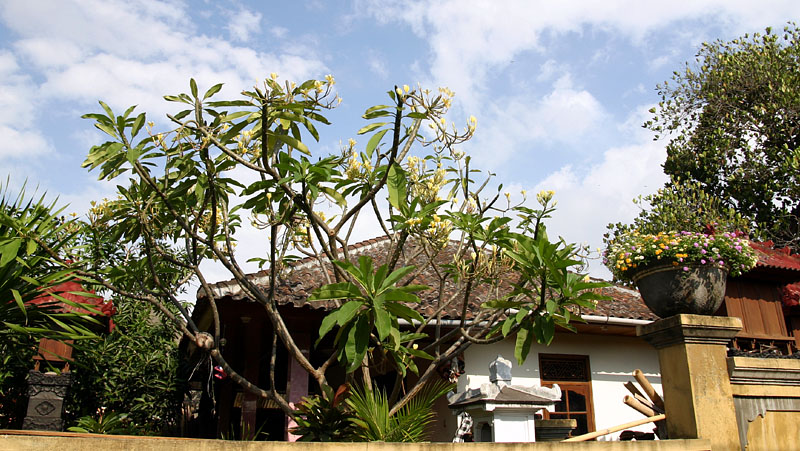 カンボジアの花プルメリア