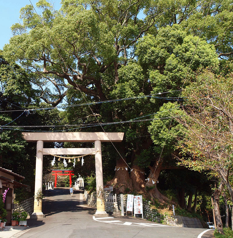 かつての巨大な三本楠の神木　撮影：2009.9.26