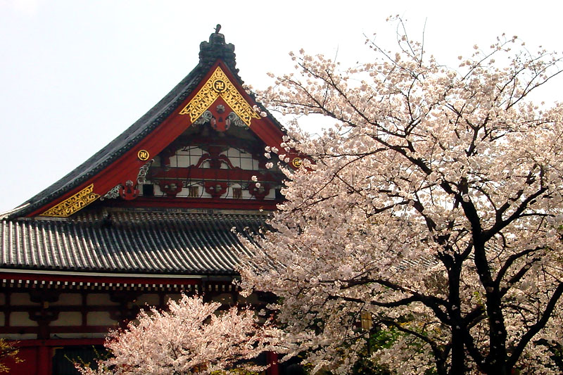 淺草寺観音堂の桜