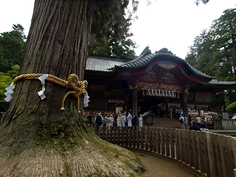 樹齢千年の御神木「富士太郎杉」/天然記念物