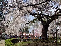 京都・円山（まるやま）公園 2