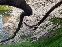 田安門西の牛ケ淵の桜