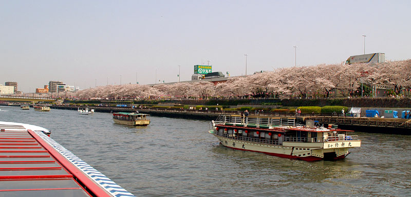 言問橋と桜橋の間の桜を見る屋形船