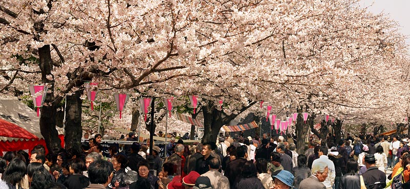 隅田川西岸の満開の桜