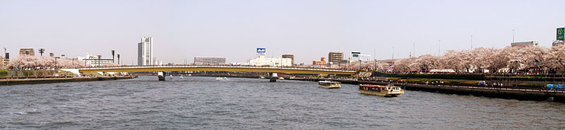 今戸（左）と向島（右）を結ぶ桜橋と両岸の千本桜