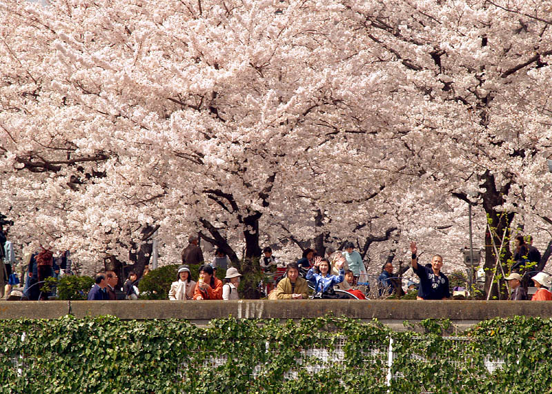 隅田公園の満開の桜