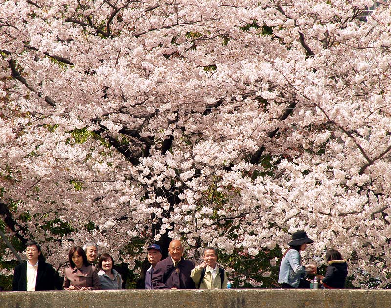隅田川の千本桜を楽しむ人々