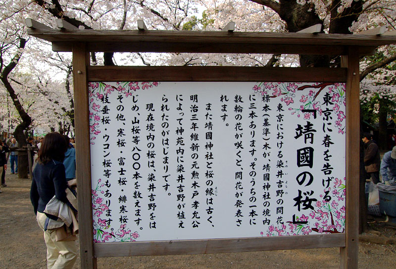 東京の桜の開花の標準木とされている靖國の桜