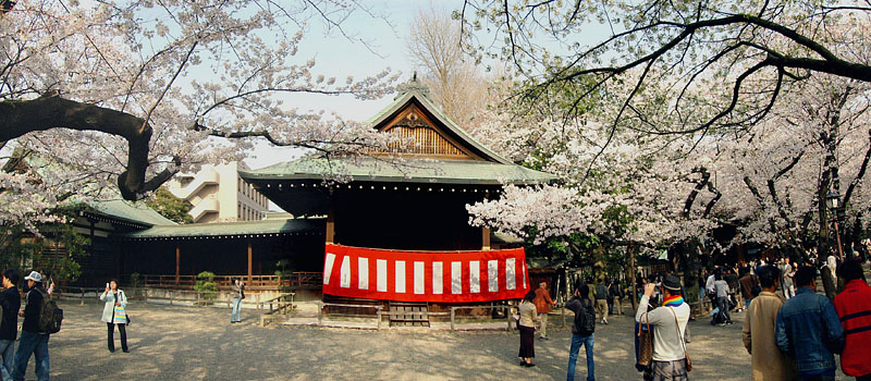神楽殿の桜