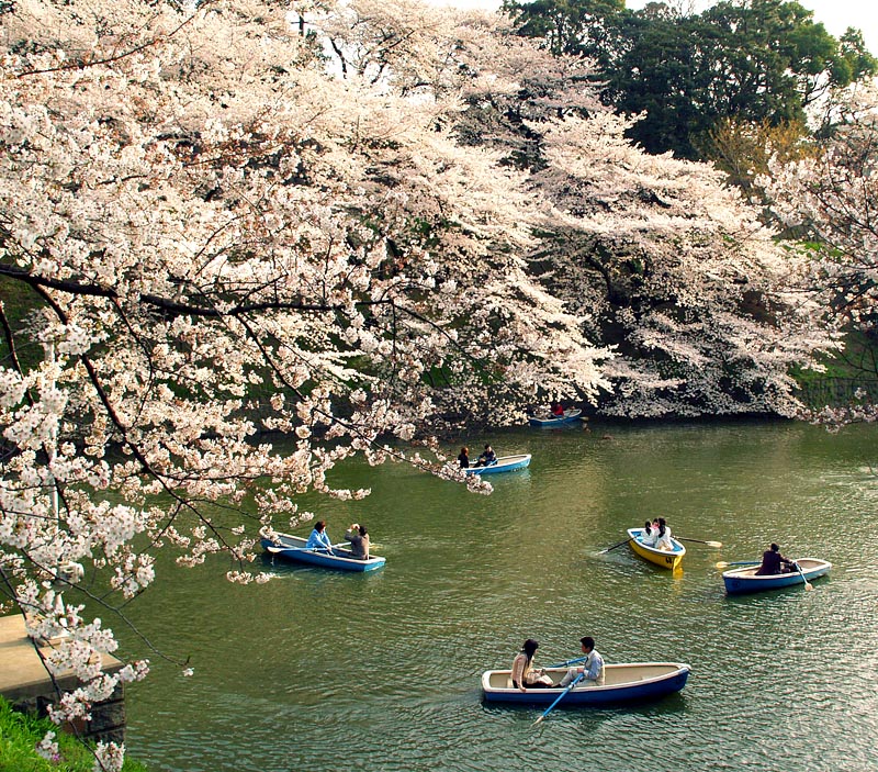 千鳥ヶ淵の桜とボート