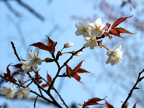 華麗な花をつけた白山桜