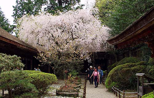 吉野水分神社の枝垂桜