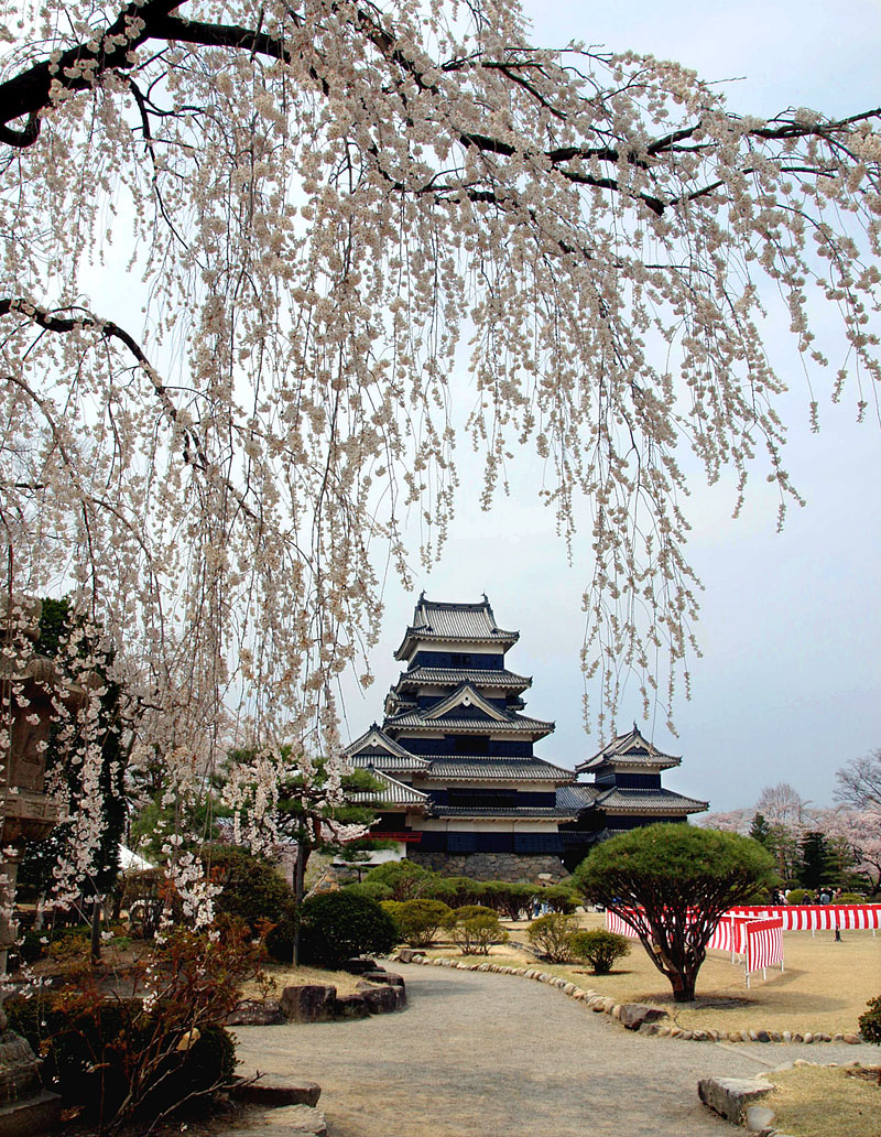 枝垂れ桜と松本城