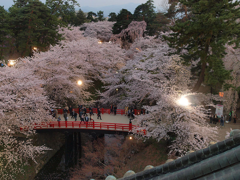 天守から見た下乗橋の桜