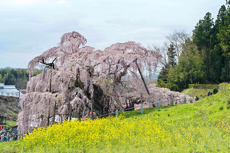 菜の花と滝桜