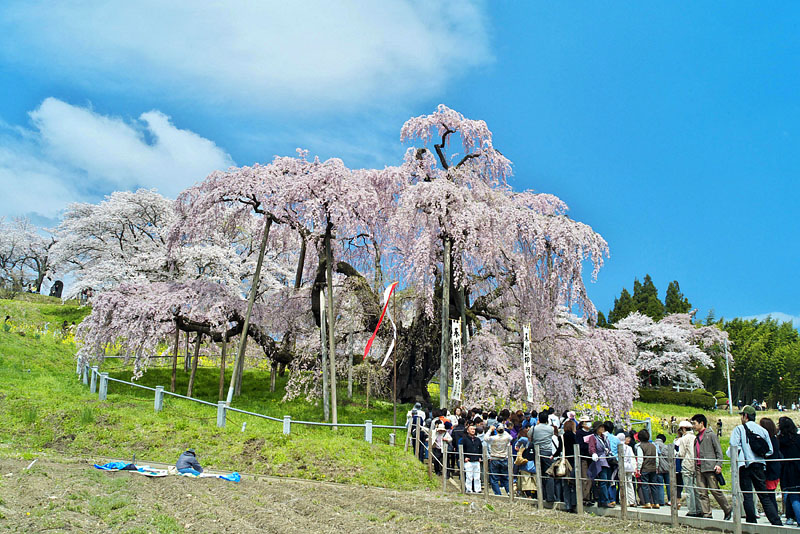 観光客で賑わう滝桜