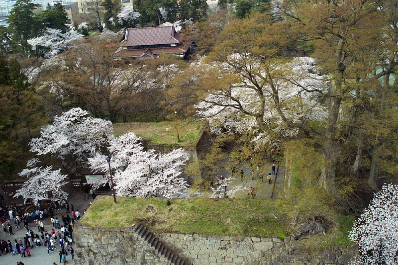 鶴ヶ城石垣の桜