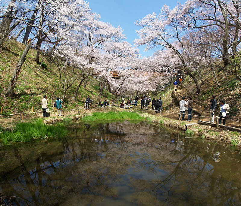 桜雲橋の池の桜